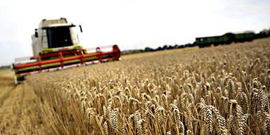 Korn Getreide Landwirtschaft Bauer Mähdrescher