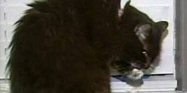 Katze überlebt zwei Einschläferungen