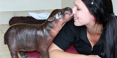 Harry Hippo bricht alle Herzen