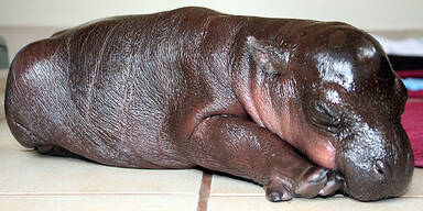 Harry Hippo bricht alle Herzen