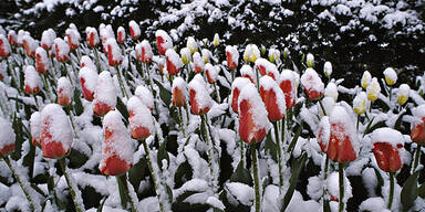 April Tulpen Schnee Wetter Frühling