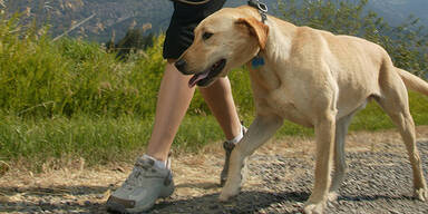 Der gemeinste Hundebesitzer Österreichs