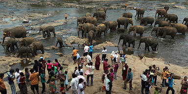 Waisenhaus tauft 15 Baby-Elefanten