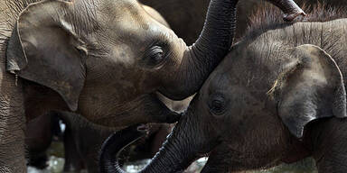Waisenhaus tauft 15 Baby-Elefanten