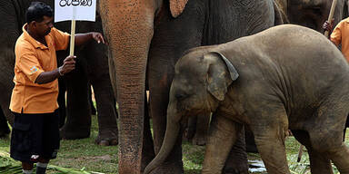 Waisenhaus tauft 15 Baby-Elefanten