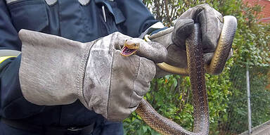 Schlangen-Alarm in Leobersdorf