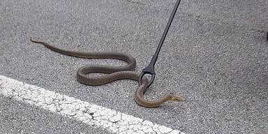 Schlangen-Alarm in Leobersdorf