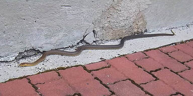 Schlangen-Alarm in Leobersdorf