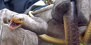 Schlangen-Alarm in Leobersdorf