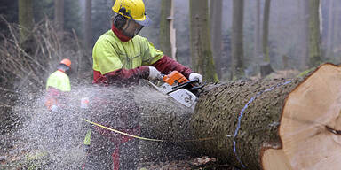 Holzarbeiter Holzfäller