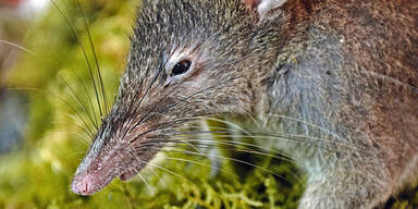 Fast zahnlose Ratte lutscht Regenwürmer