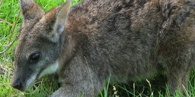 Parmawallaby / Parmakänguru