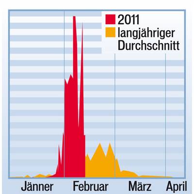 Pollenbelastung durch die Erle