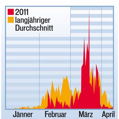 Pollenbelastung durch die Erle