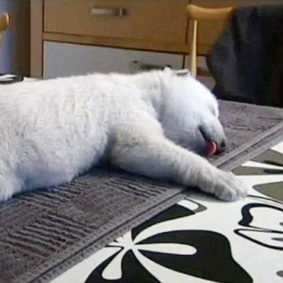 Eisbär Baby Siku