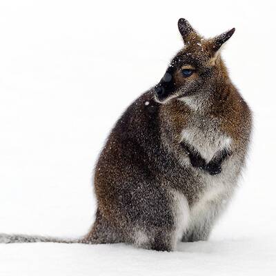 Mailand - Mailänder Dom (Italien)