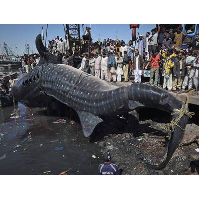 Walhai-Kadaver in Pakistan angeschwemmt