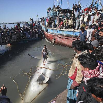 Walhai-Kadaver in Pakistan angeschwemmt