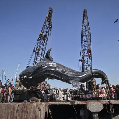 Walhai-Kadaver in Pakistan angeschwemmt