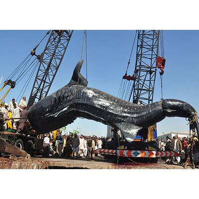Walhai-Kadaver in Pakistan angeschwemmt