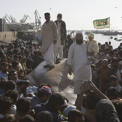 Walhai-Kadaver in Pakistan angeschwemmt