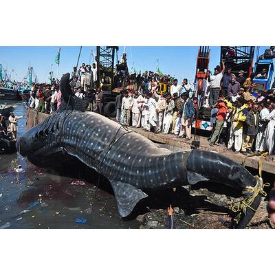 Walhai-Kadaver in Pakistan angeschwemmt