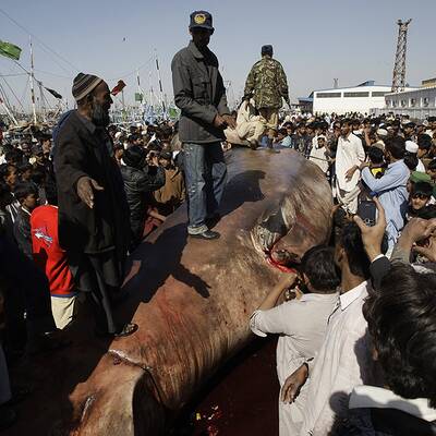 Walhai-Kadaver in Pakistan angeschwemmt