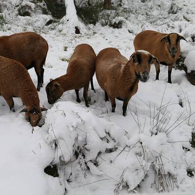So verschneit ist Österreich: Wien-Umgebung