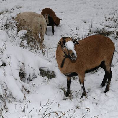 So verschneit ist Österreich: Wien-Umgebung