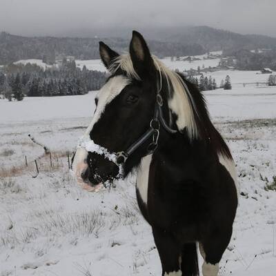 So verschneit ist Österreich: Wien-Umgebung