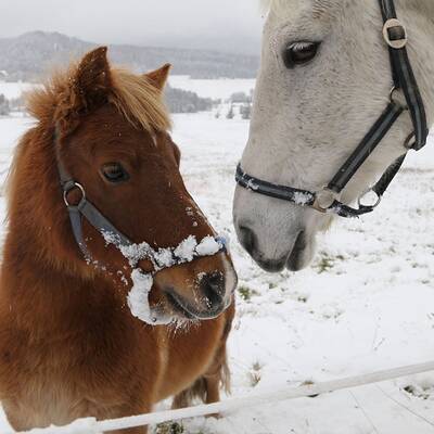 So verschneit ist Österreich: Wien-Umgebung