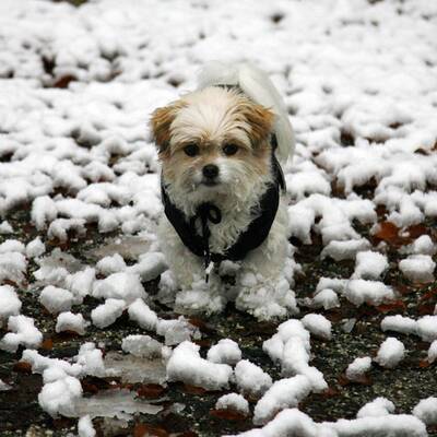 So verschneit ist Österreich: Wien-Umgebung
