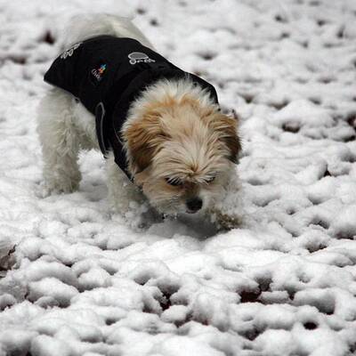 So verschneit ist Österreich: Wien-Umgebung