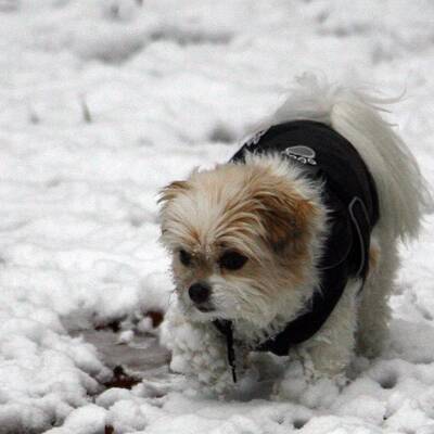 So verschneit ist Österreich: Wien-Umgebung