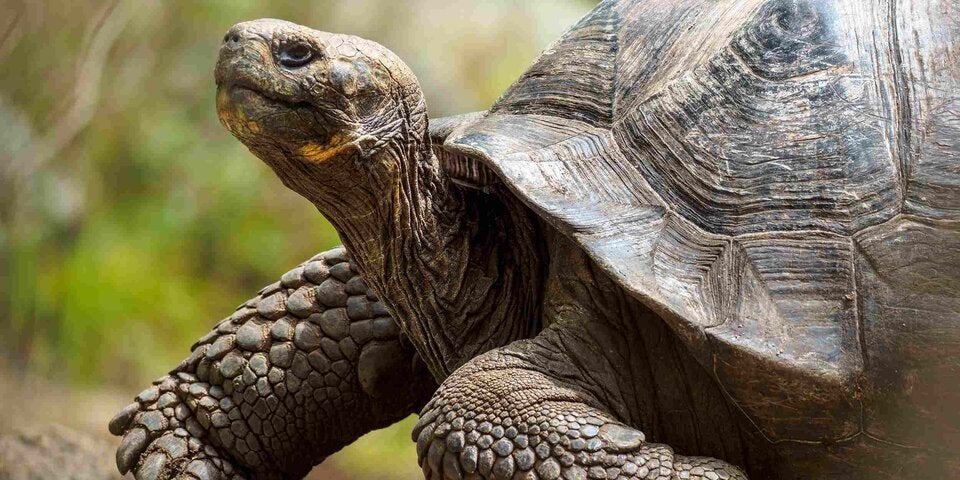 So stillt man das Fernweh im Winter