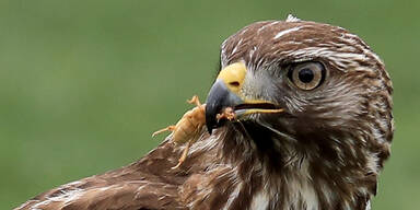 Feuerwehr Wiener Neudorf rettet Habicht aus Firmenhalle