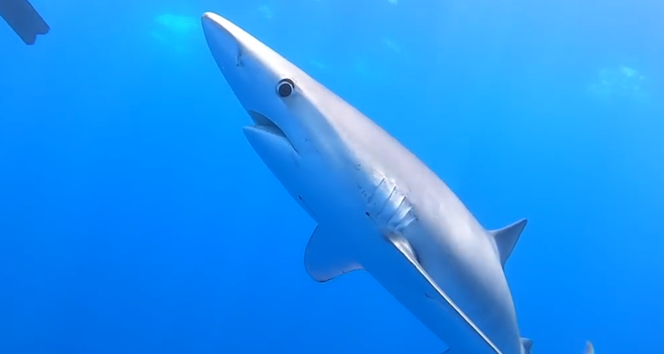 Mädchen (13) wehrte Attacke von Hai ab