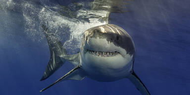 Wunder: Forscher überlebte Hai-Attacke in 40 Metern Tiefe