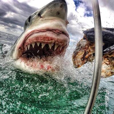 Wahnsinnsfotos eines Hais