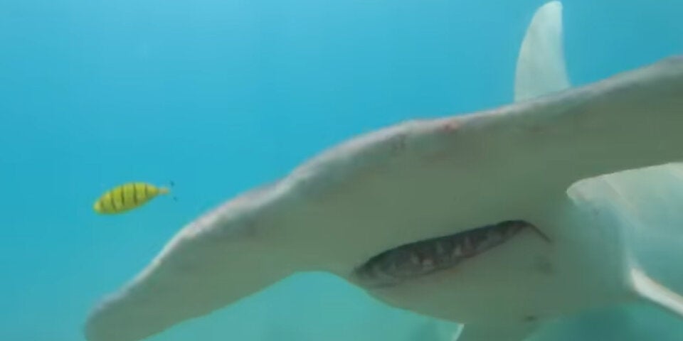 Irres Video: Hier kämpft ein Taucher mit einem Hai | Schock in Australien