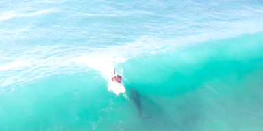 Haie und Surfer