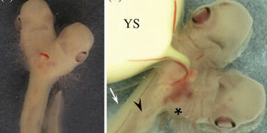 Hai mit zwei Köpfen aufgetaucht