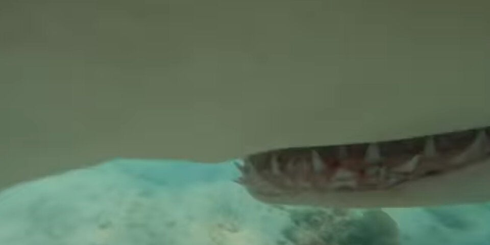 Irres Video: Hier kämpft ein Taucher mit einem Hai | Schock in Australien