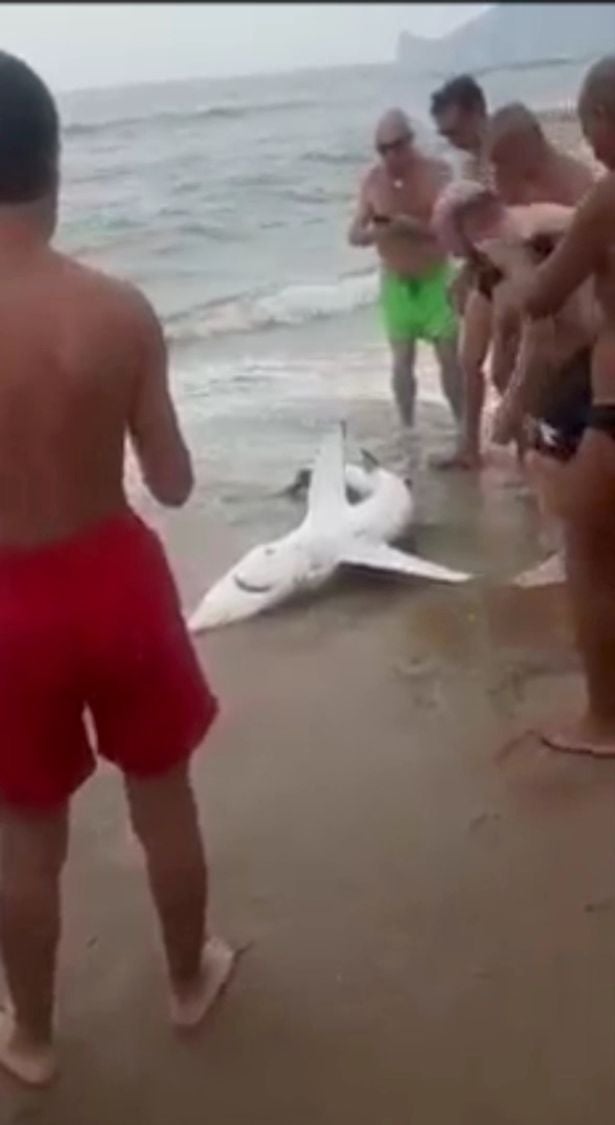 Hai