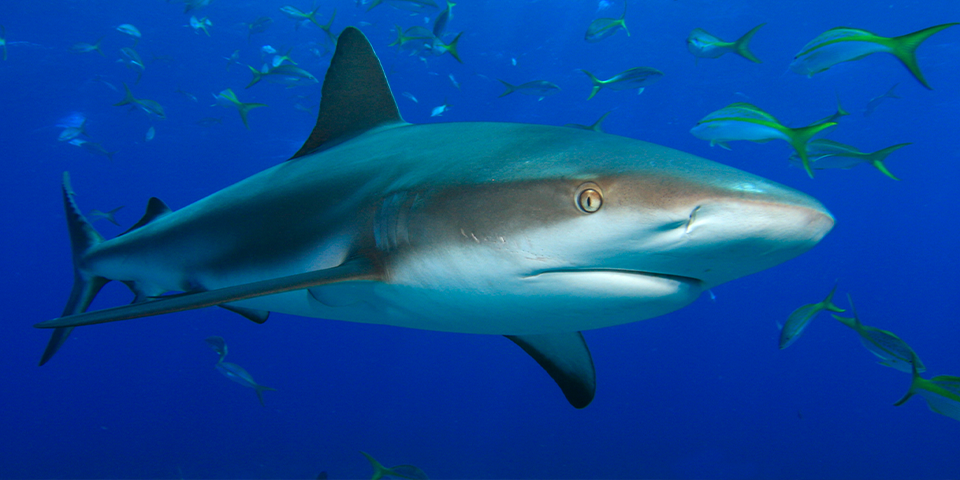 Mann ringt mit 3-Meter-Hai - wird zur Internet-Legende