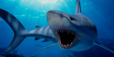 Mann nach Hai-Angriff im Mittelmeer vermisst