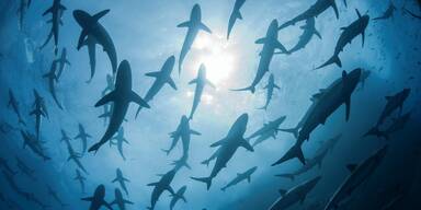 Jede zweite Hai-Art weltweit bedroht