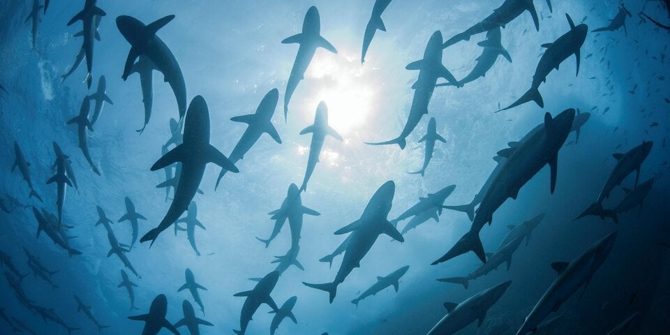 Das sind die gefährlichsten Haie der Welt