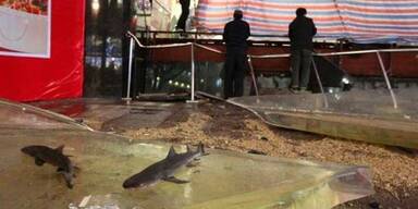 In Shoppingcenter regnete es Haie
