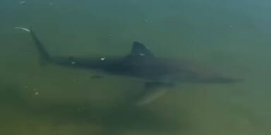 Schock-Video: Wei&szlig;er Hai schwimmt pl&ouml;tzlich in See herum